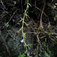 Elettaria ensal (Gaertn.) Abeyw.